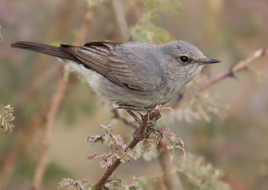Blackstart, Oman. Photo © Gina Nichol