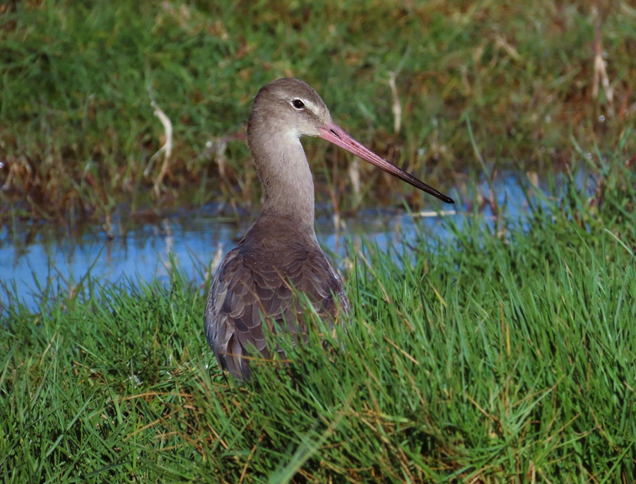 Black-tailed Godwit, Oman. Photo © Gina Nichol