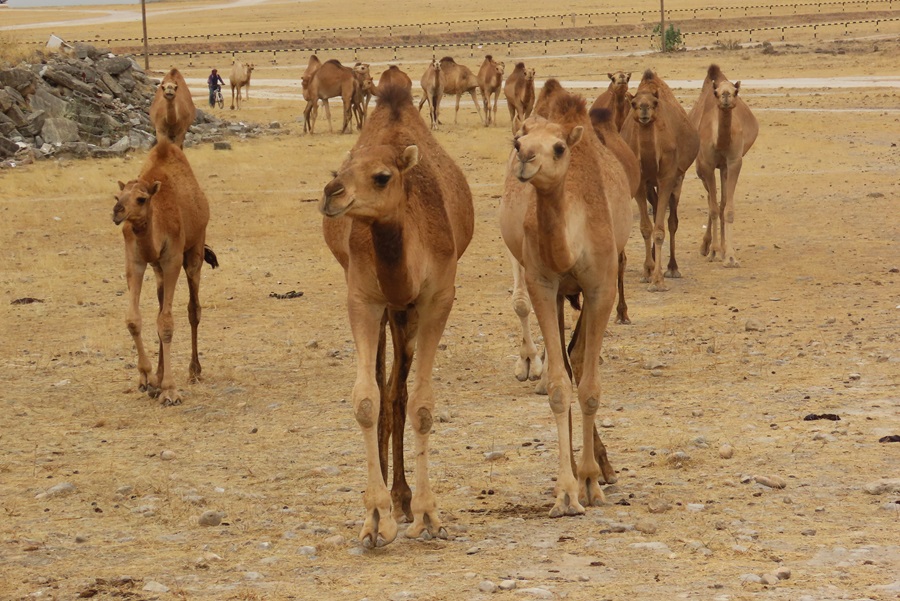 Dromedary Camels, Oman. Photo © Gina Nichol