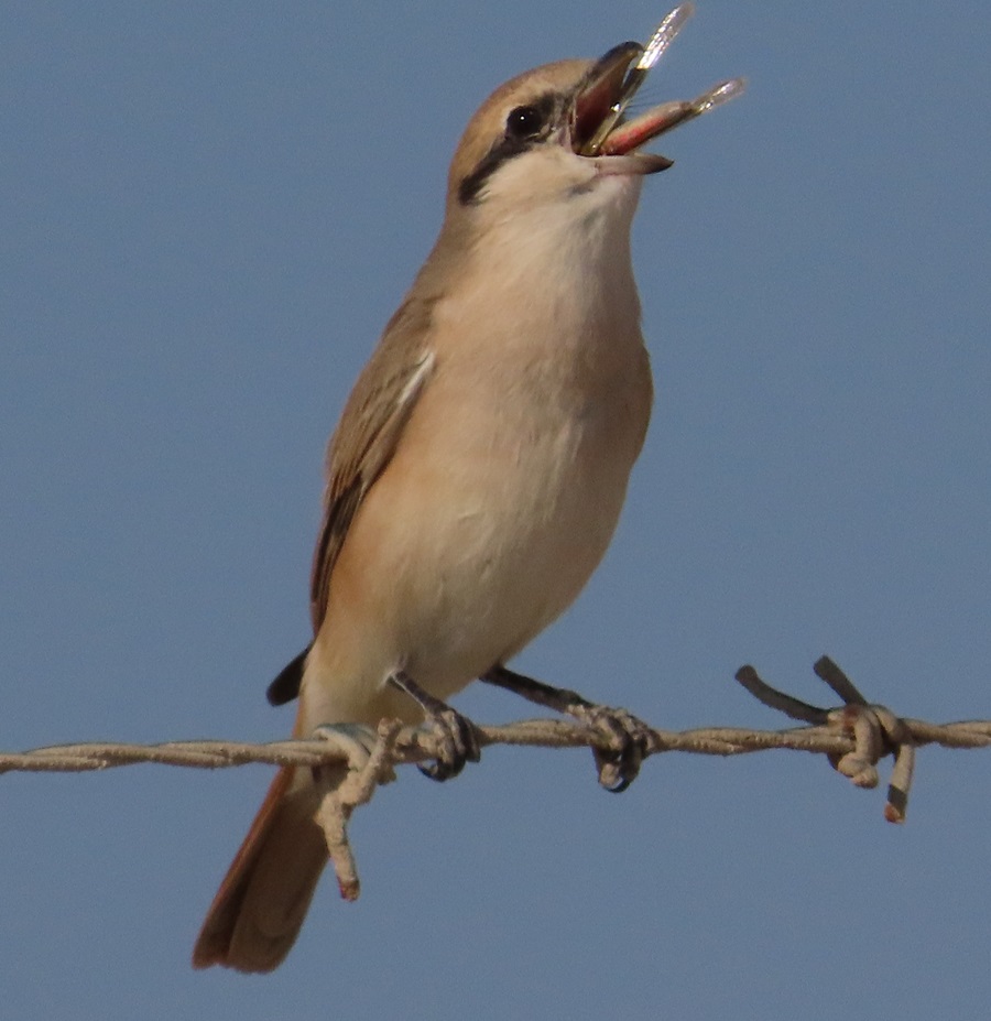 Isabelline Shrike eating dinner, Oman. Photo © Gina Nichol