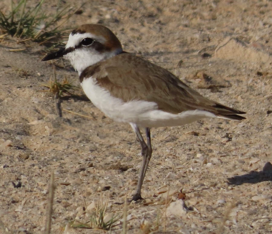 Kentish Plover, Oman. Photo © Gina Nichol