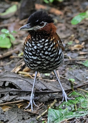 Black-crowned Antpitta by Nancy McIntyre