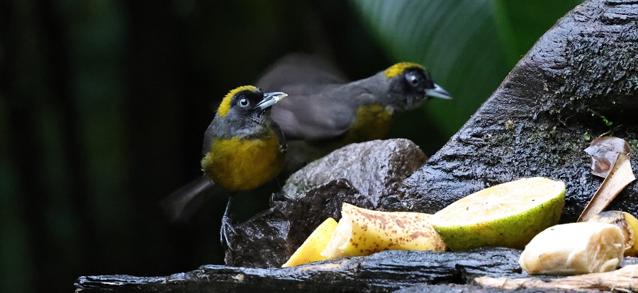 Dusky-faced Tanagers, one of the only 2 species in the Mitrospingidae family...common at Canopy Lodge (Photo: Nancy McIntyre)