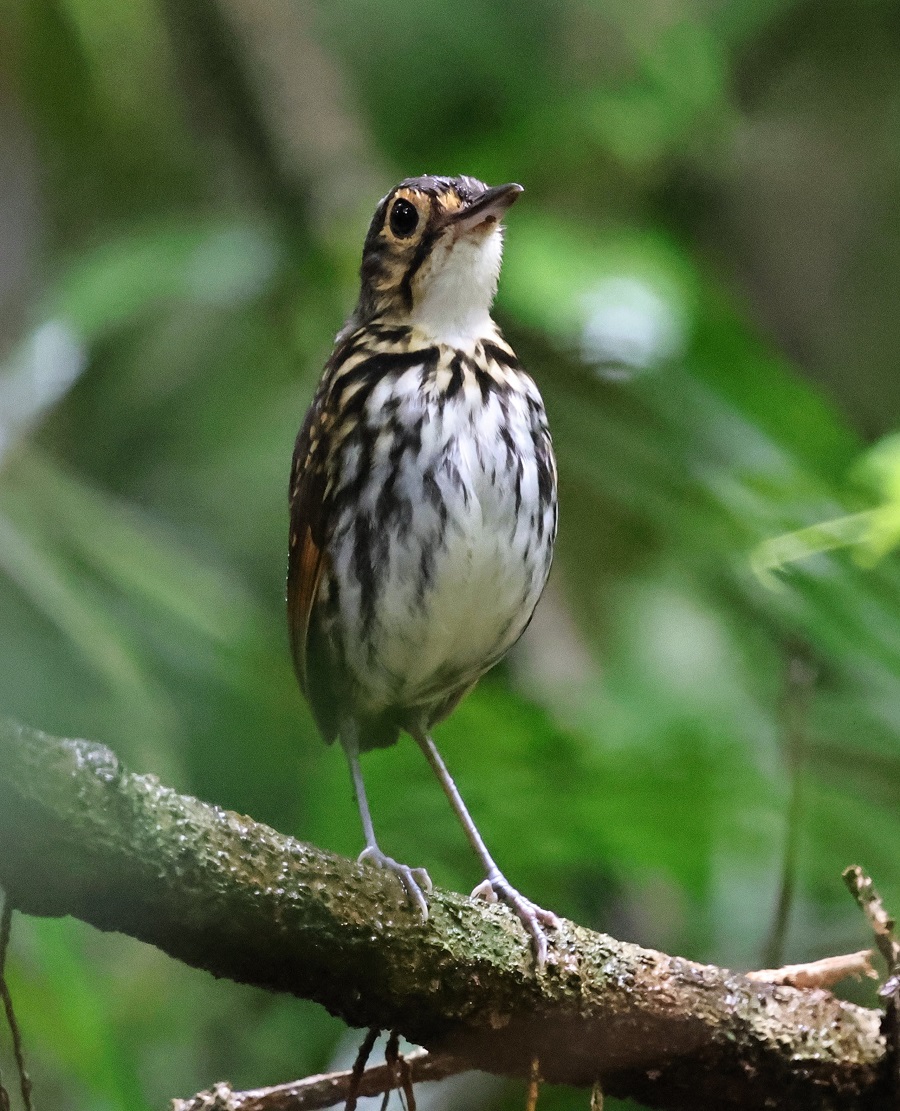 Streaked-chested Antpitta gave us this time - a cracking point-blank-view show at Pipeline Road (Photo: Nancy McIntyre)
