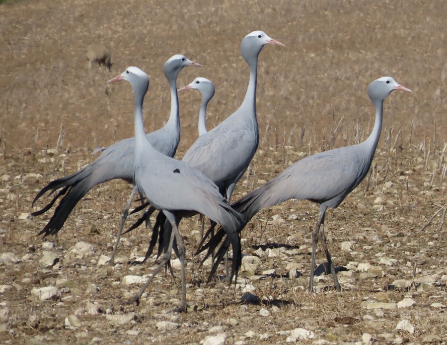 Blue Cranes. Photo © Gina Nichol