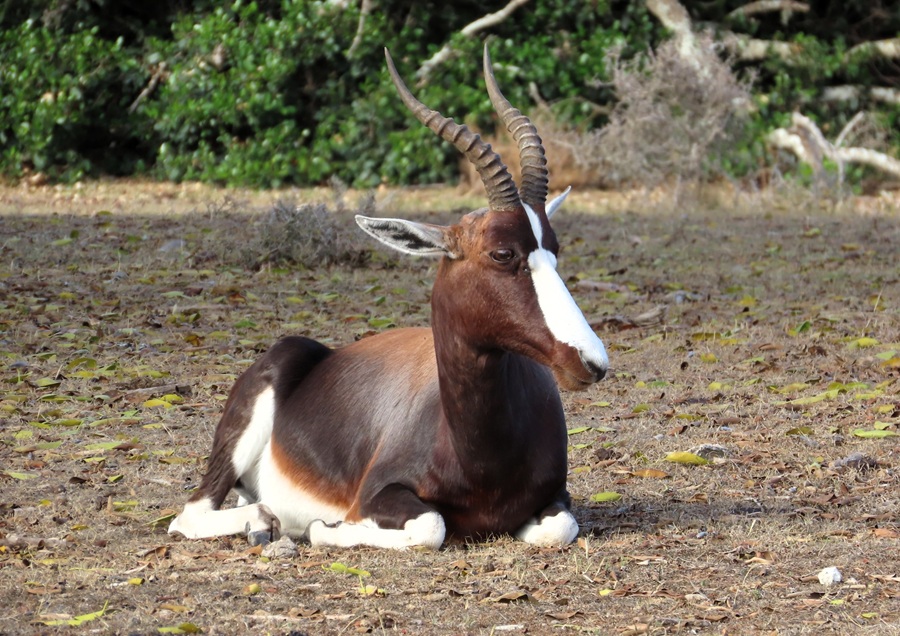 Bontebok. Photo © Gina Nichol