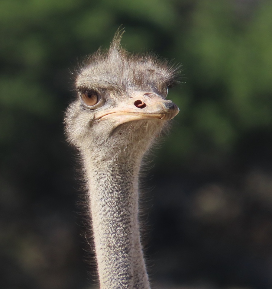Ostrich. Photo © Gina Nichol