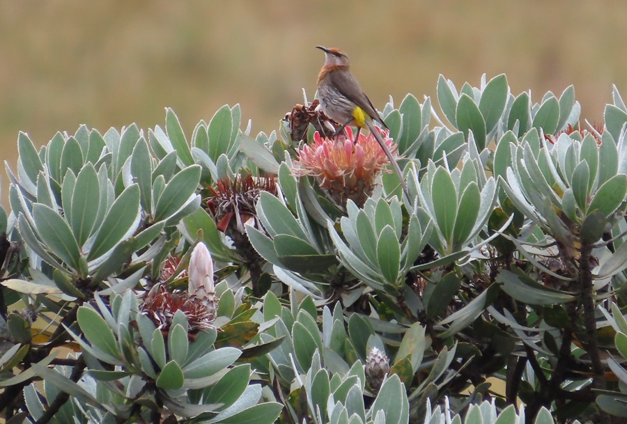 Gurney's Sugarbird. Photo © Gina Nichol
