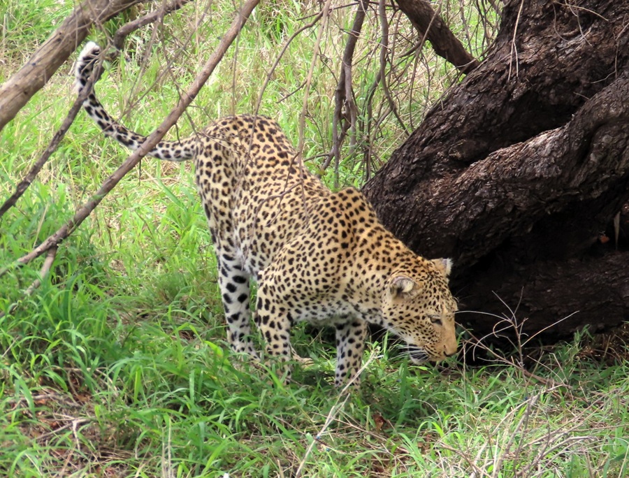 Leopard © Gina Nichol