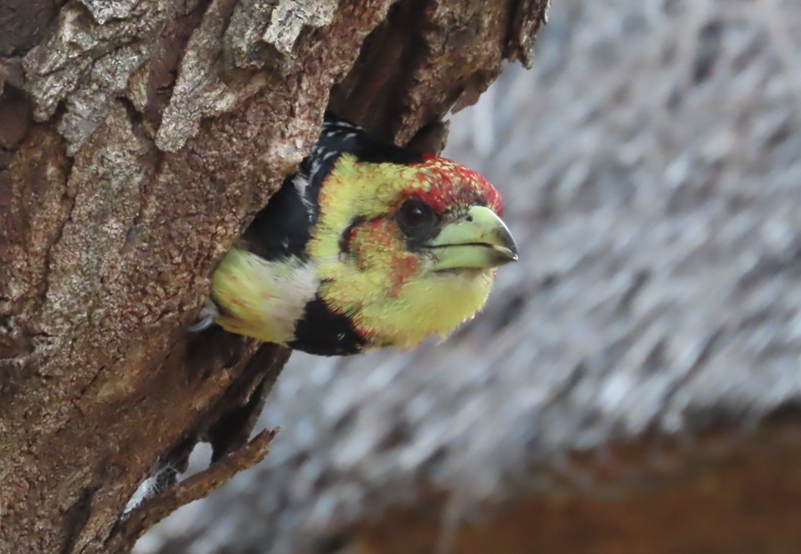 Crested Barbet © Gina Nichol
