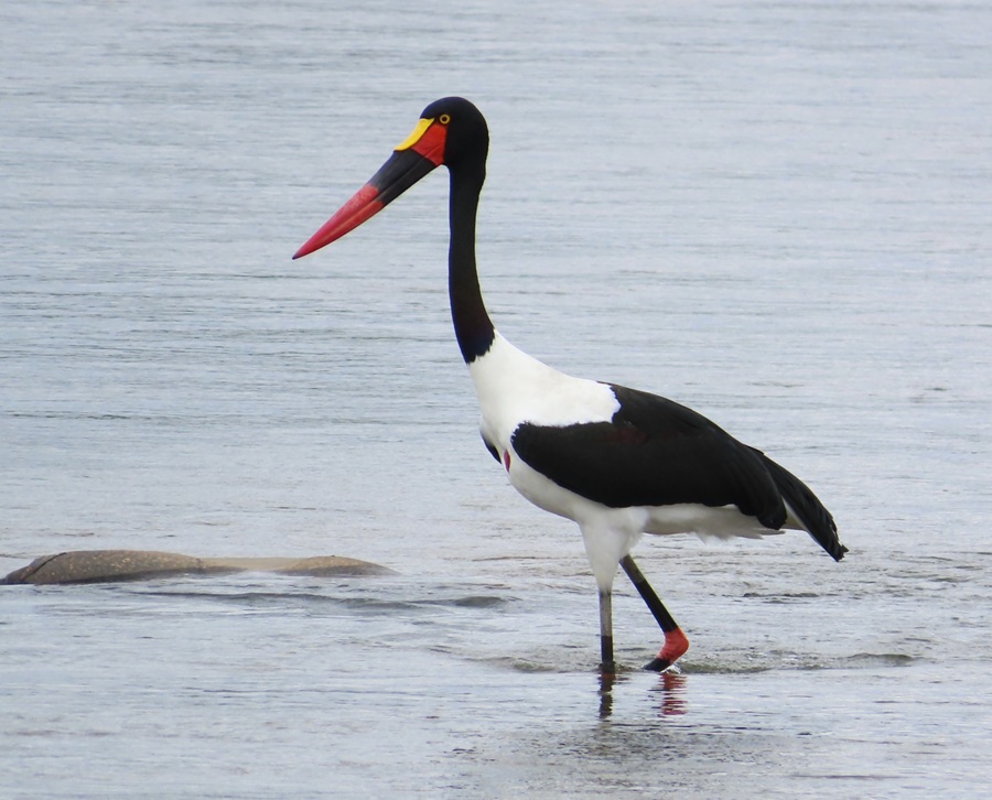 Saddle-billed Stork © Gina Nichol