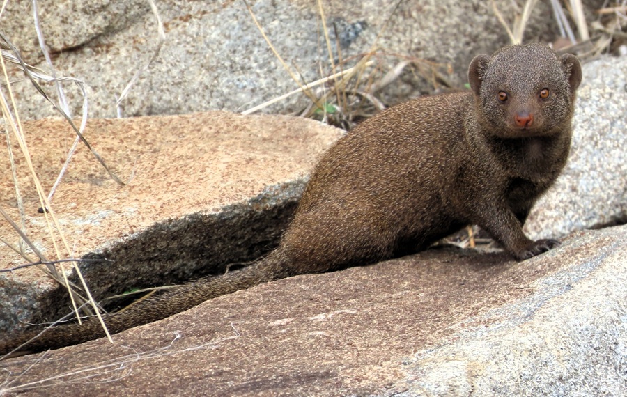 Dwarf Mongoose © Gina Nichol