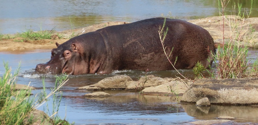 Hippo © Gina Nichol