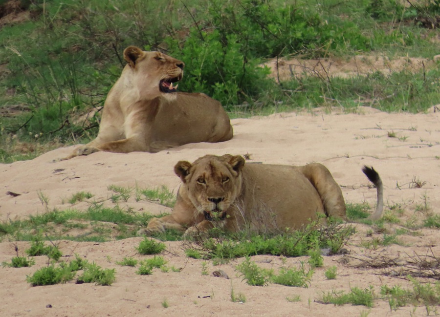 Lions © Gina Nichol