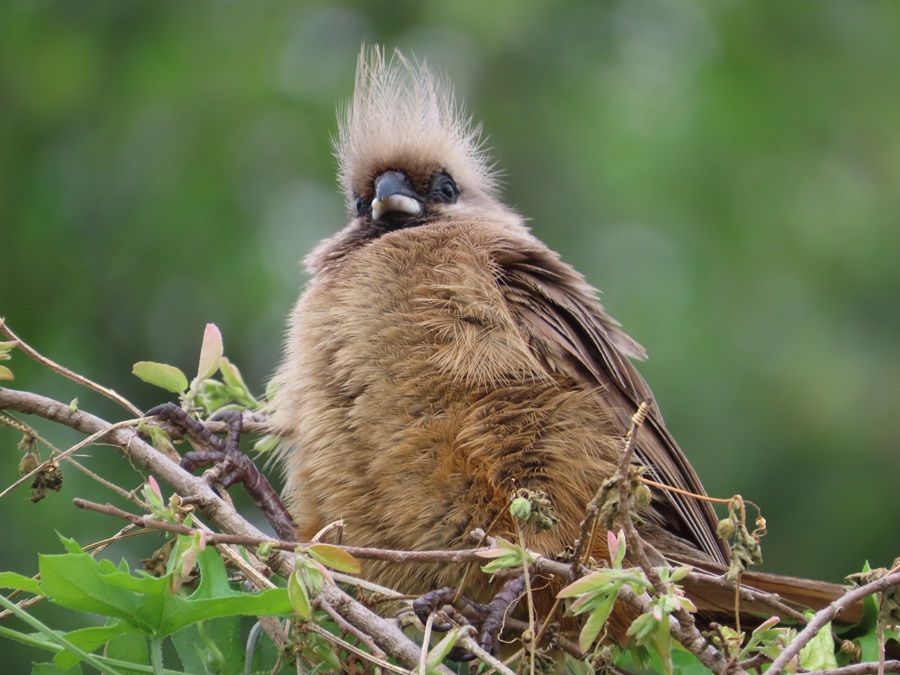 Speckled Mousebird © Gina Nichol
