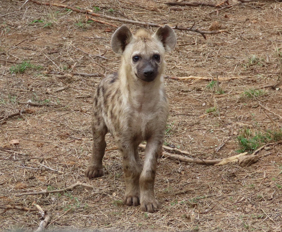 Spotted Hyena Pup © Gina Nichol