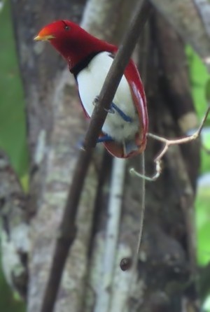 King bird-of-paradise
