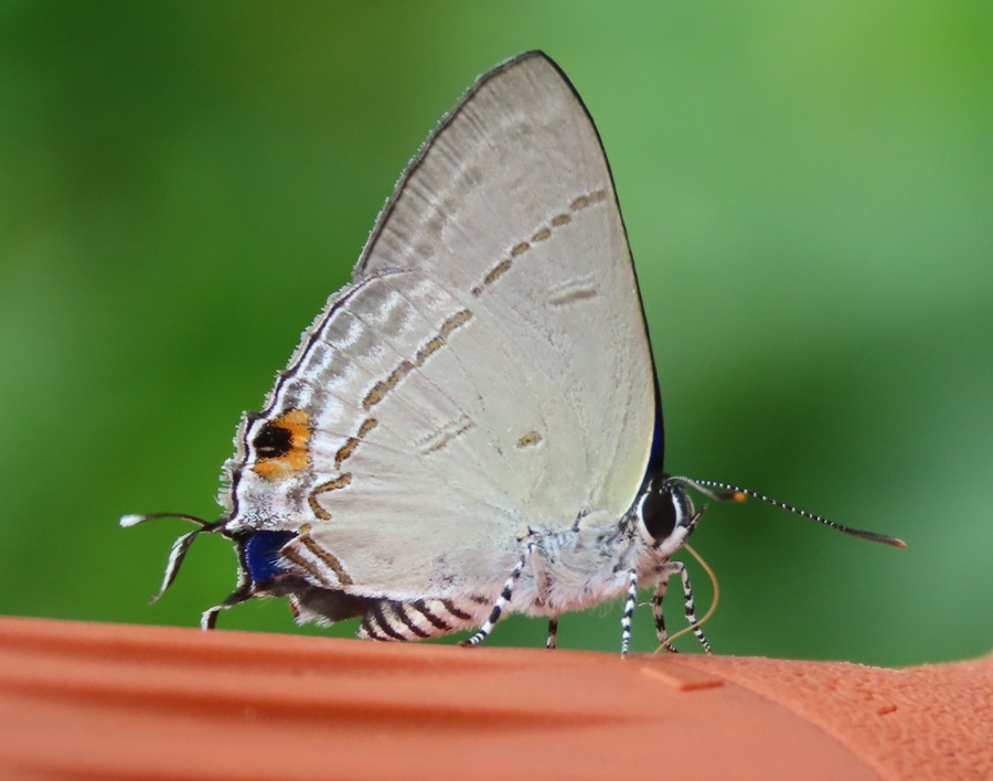 Common Tit butterfly. Photo © Gina Nichol 
