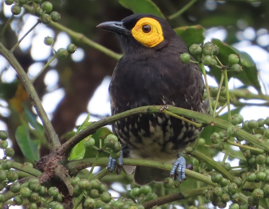 Arfak Honeyeater. Photo © Gina Nichol 