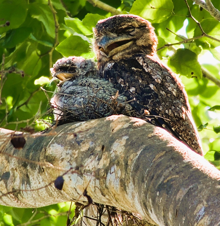 Papuan Frogmouth with chick. Photo © Gina Nichol 
