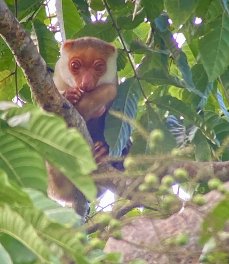 Waigeo Spotted Cuscus. Photo © Gina Nichol 