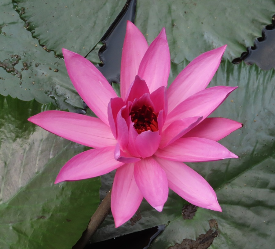 Water Lily © Gina Nichol 