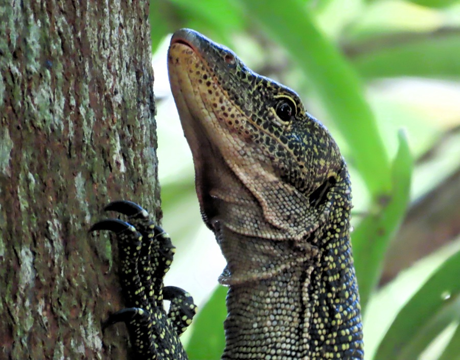 Water Monitor © Gina Nichol 