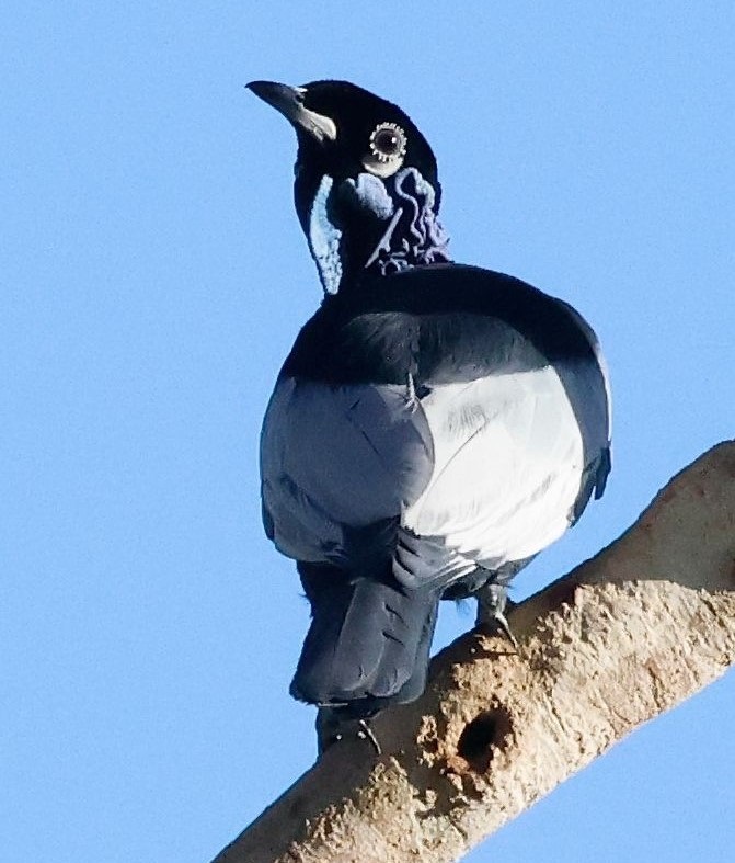 Bare-throated Fruitcrow. Photo &copy; Gina Nichol 