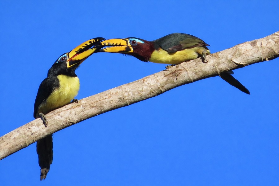 Lettered Aracaris. Photo &copy; Gina Nichol