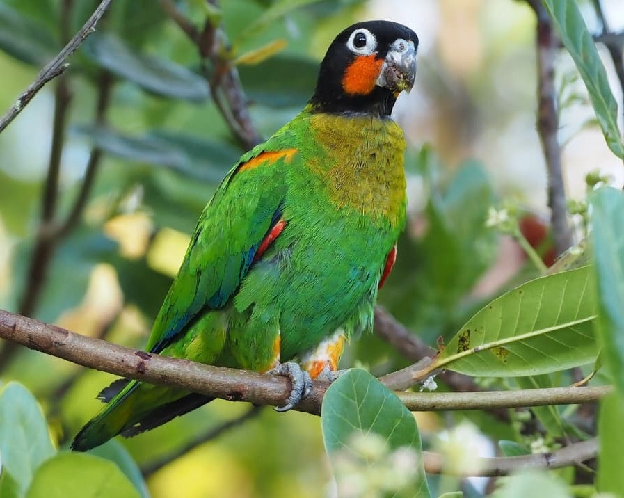 Orange-cheeked Parrot (Jardim). Photo &copy; Eduardo Patrial. 