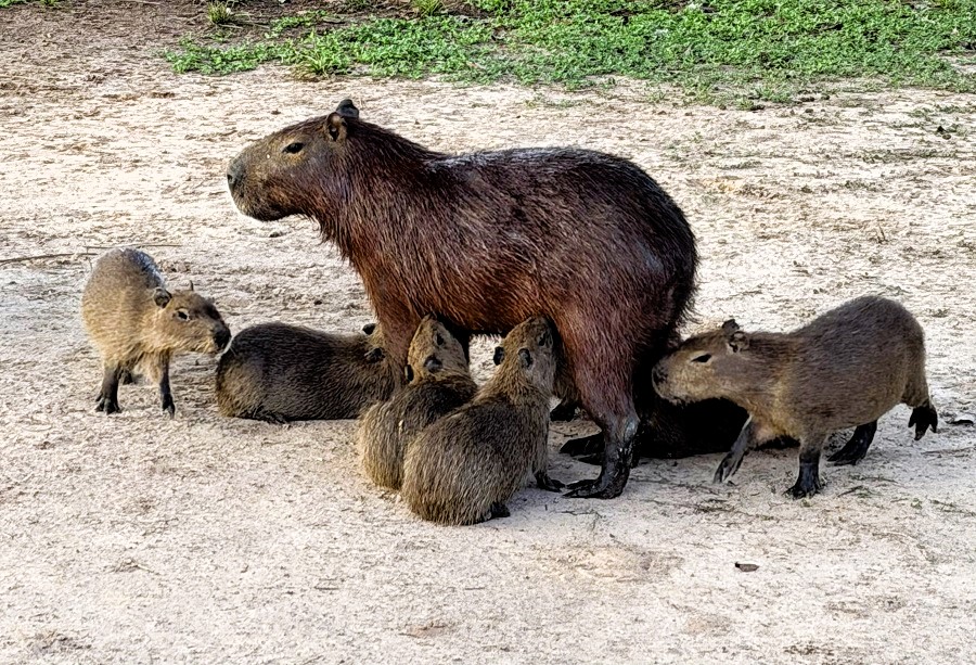 Capybara (female and pups). Photo &copy; Gina Nichol 