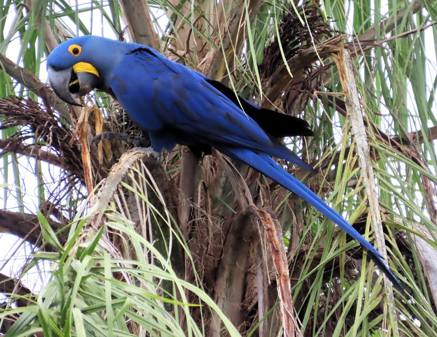 Hyacinth Macaw. Photo &copy; Gina Nichol 