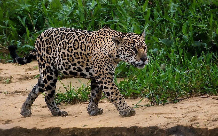 Jaguar walking the beach along the river edge. Photo &copy; Gina Nichol 