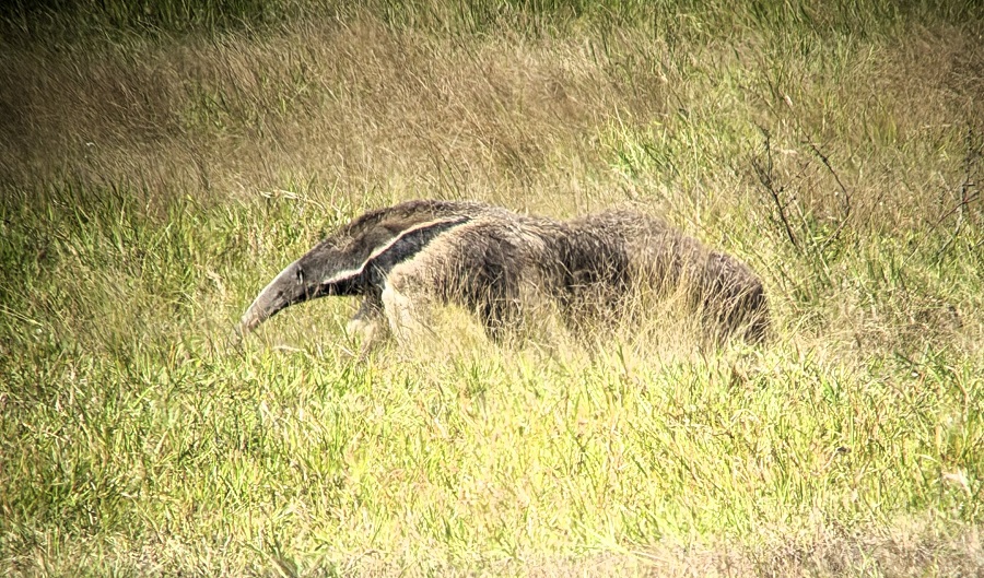 Giant Anteater &copy; Gina Nichol 
