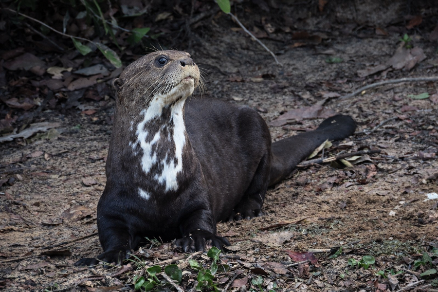 Giant Otter &copy; Gina Nichol 