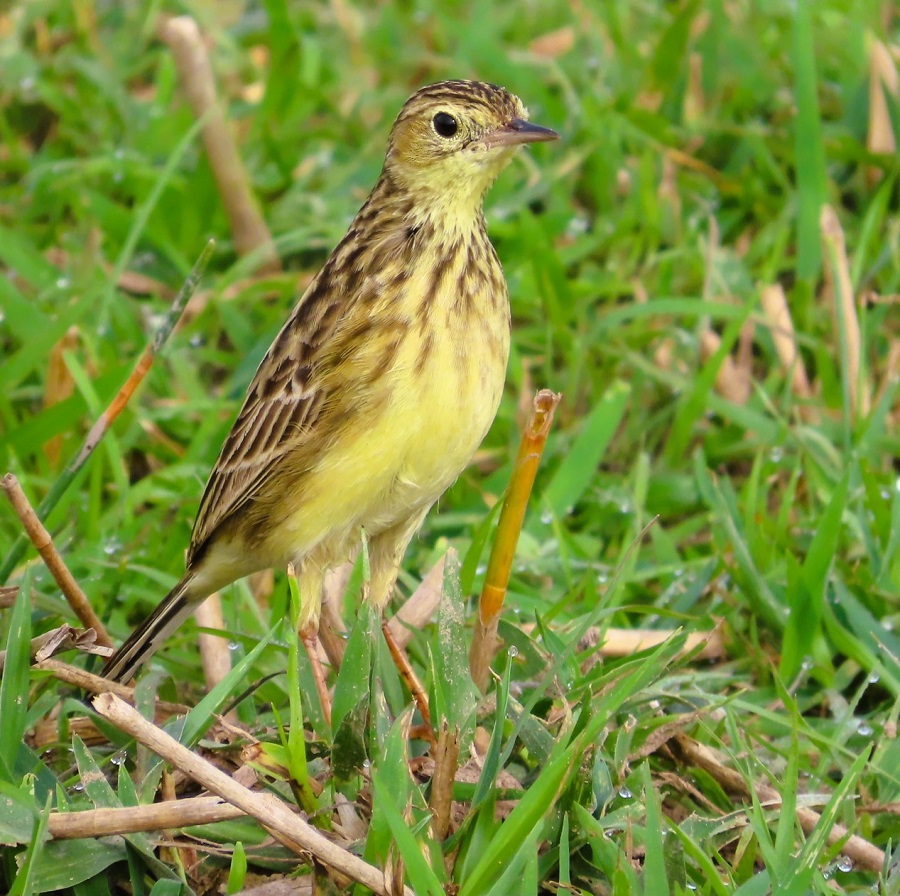 Yellowish Pipit. Photo &copy; Gina Nichol 