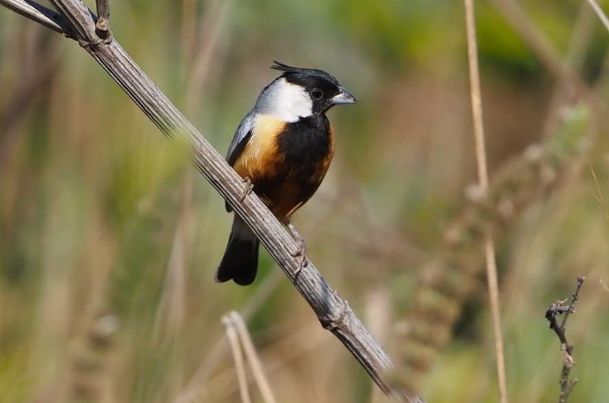 A very confiding Coal-crested Finch. Photo &copy; Eduardo Patrial 