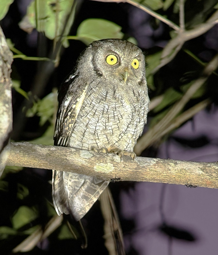 Tropical Screech Owl. Photo &copy; Gina Nichol 