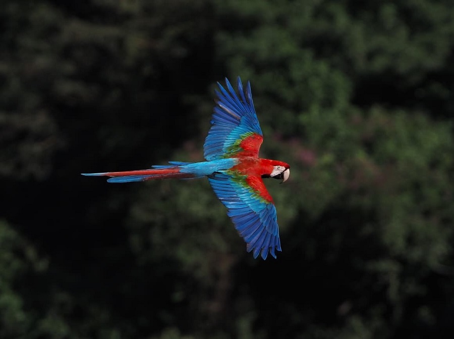 Red-and-green Macaaw. Photo &copy; Eduardo Patrial 