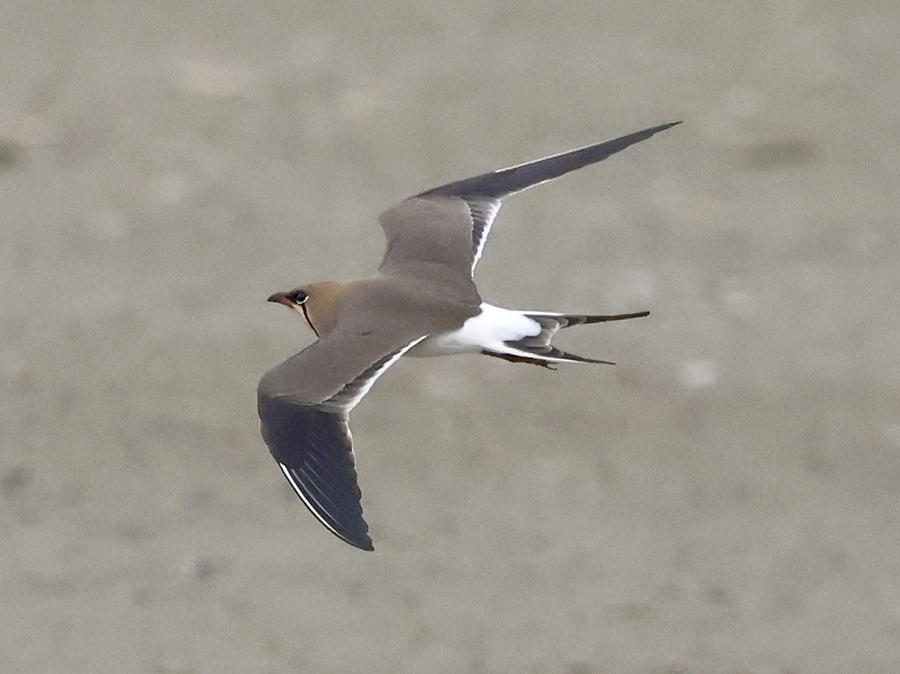 Collared Pratincole. Photo &copy; Steve Bird. 