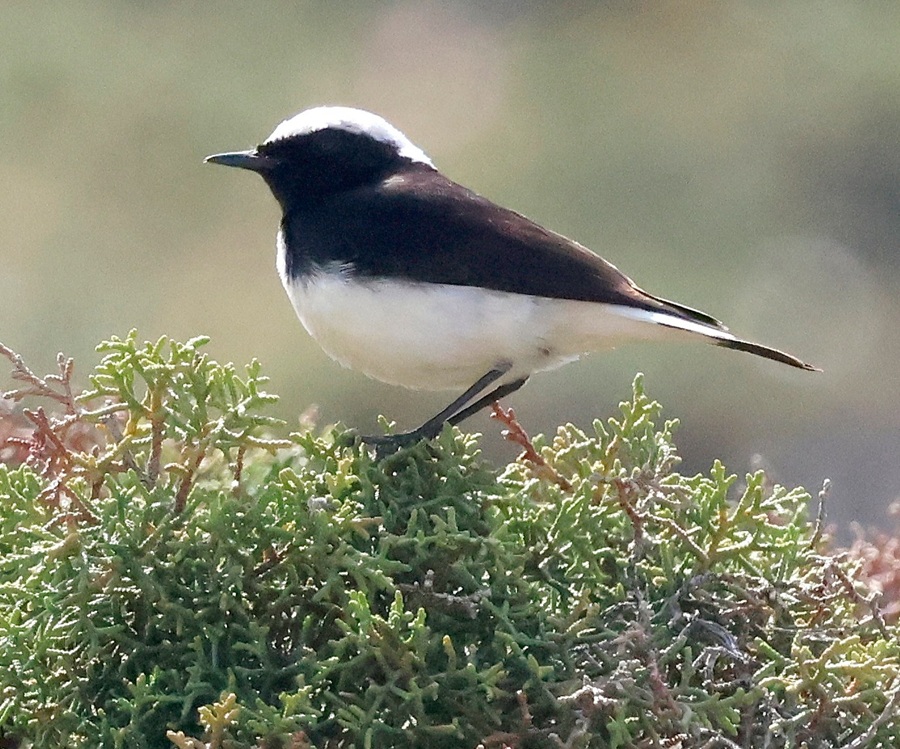 Cyprus Wheatear. Photo &copy; Gina Nichol 