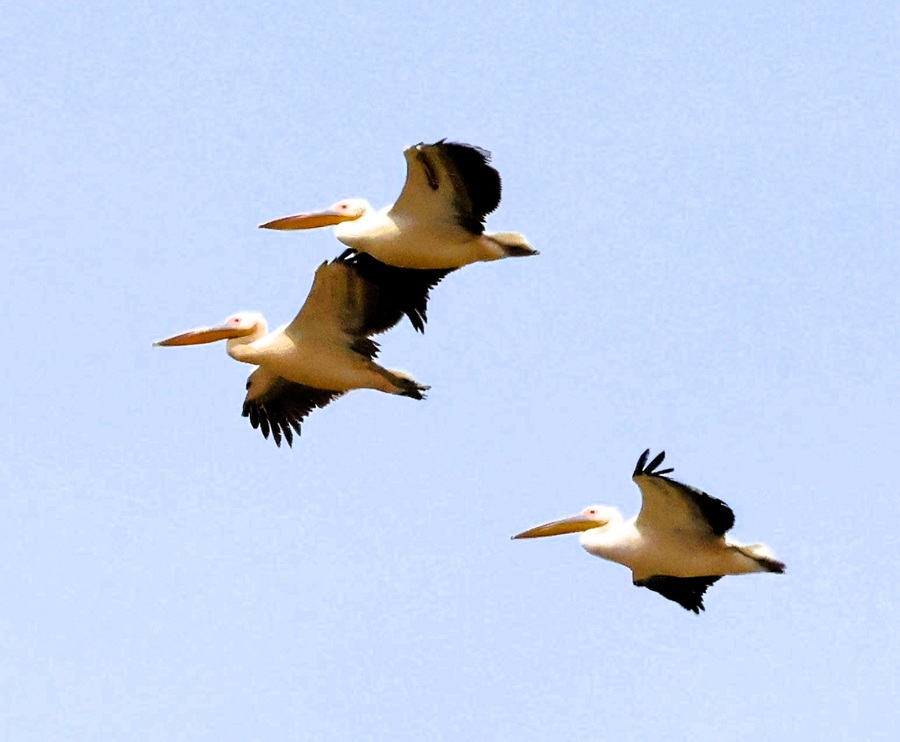 Great White Pelicans at Cape Greco. Photo &copy; Gina Nichol 