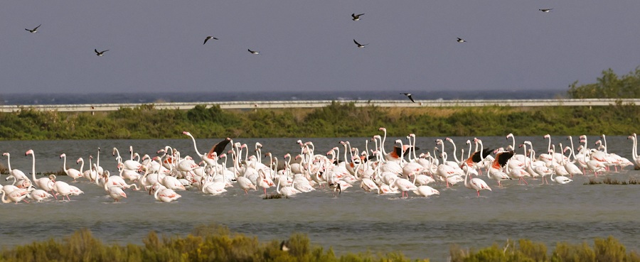Greater Flamingos and Collared Pratincoles. Photo &copy; Steve Bird