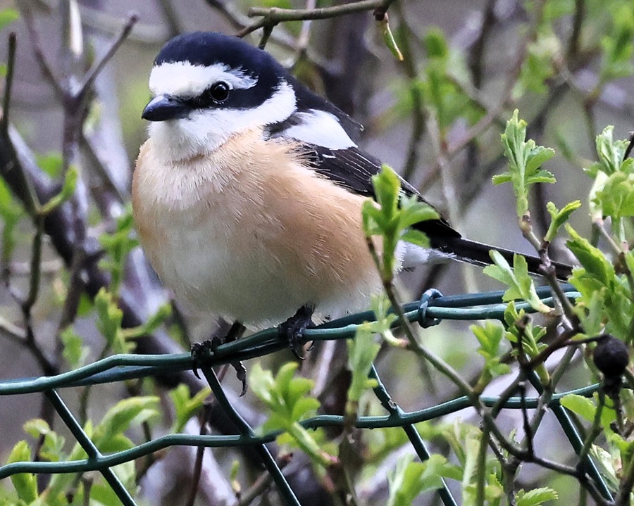 Masked Shrike. Photo &copy; Steve Bird 