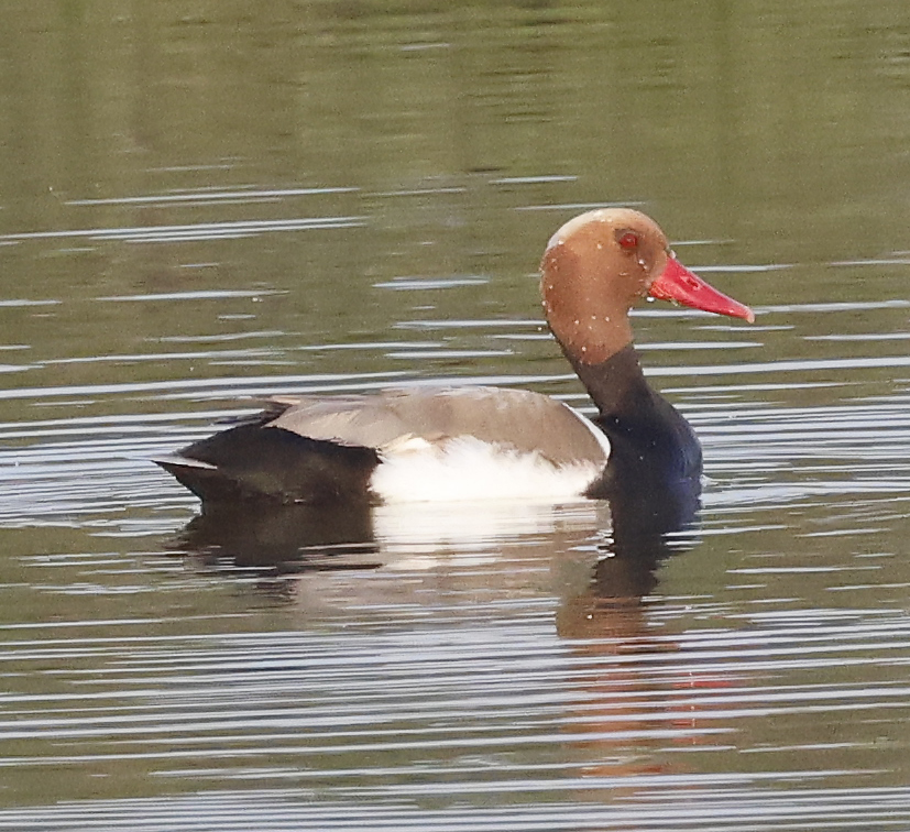 Red-crested Pochard &copy; Gina Nichol 