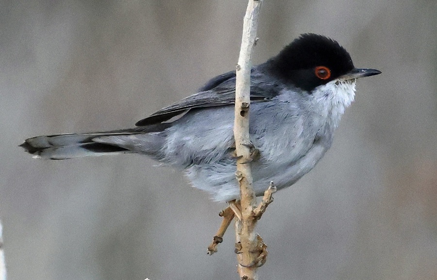 Sardinian Warbler. Photo &copy; Gina Nichol 