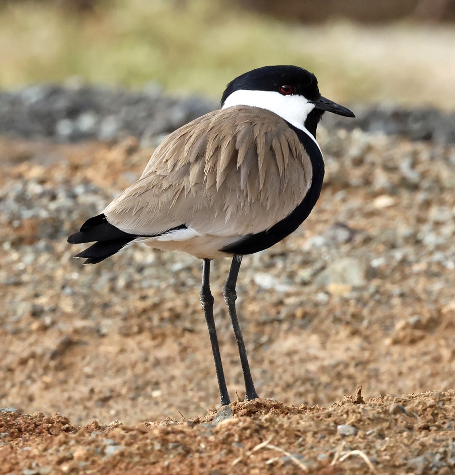 Spur-winged Lapwing &copy; Steve Bird