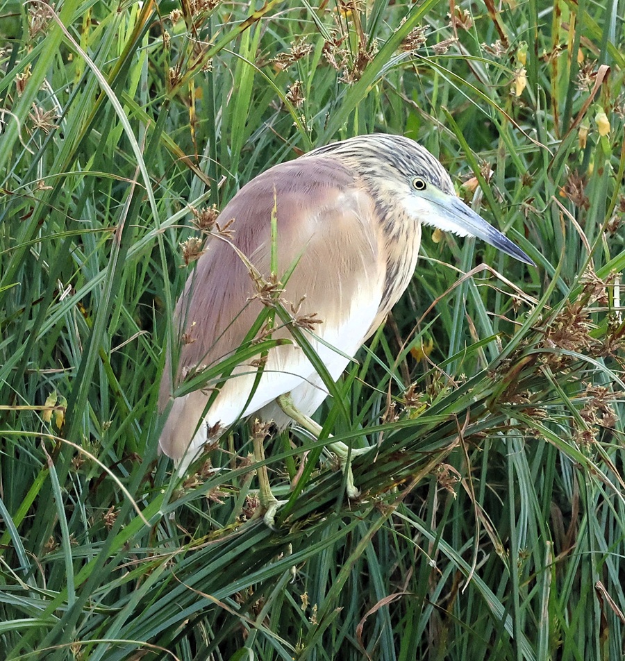 Squacco Heron &copy; Gina Nichol