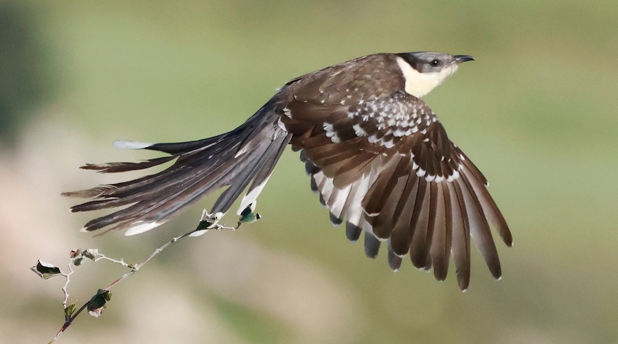 Great Spotted Cuckoo. Photo &copy; Steve Bird 