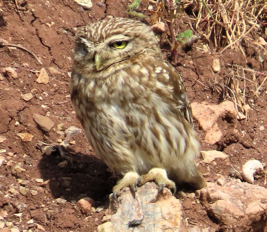 Little Owl. Photo &copy; Gina Nichol 